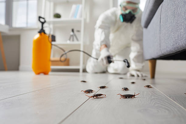 Commercial Kitchen Cockroach Control in Strasburg